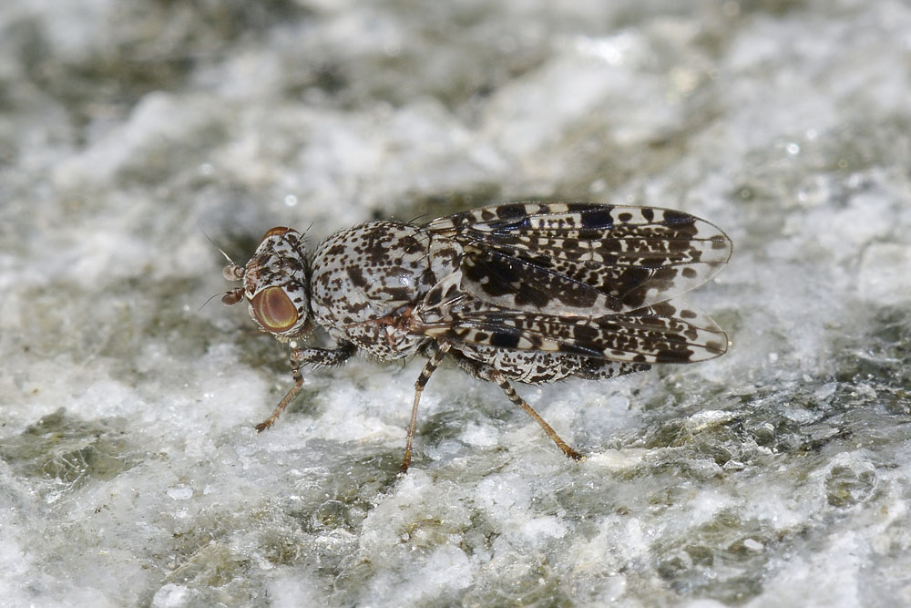 Callopistromyia annulipes - Ulidiidae